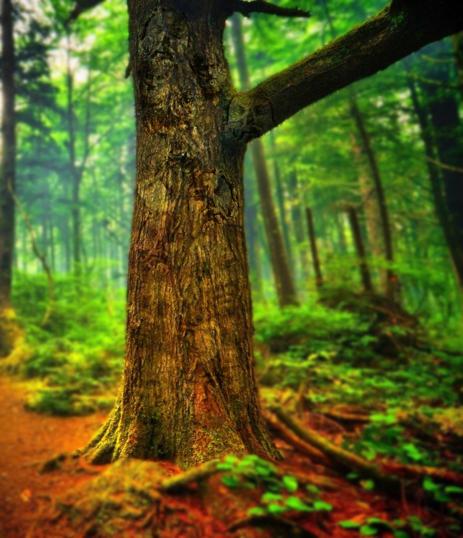 Faces on a Tree