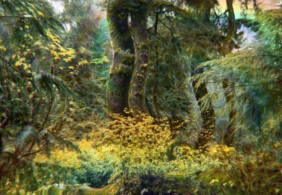5gramspsilocybeaurensis
