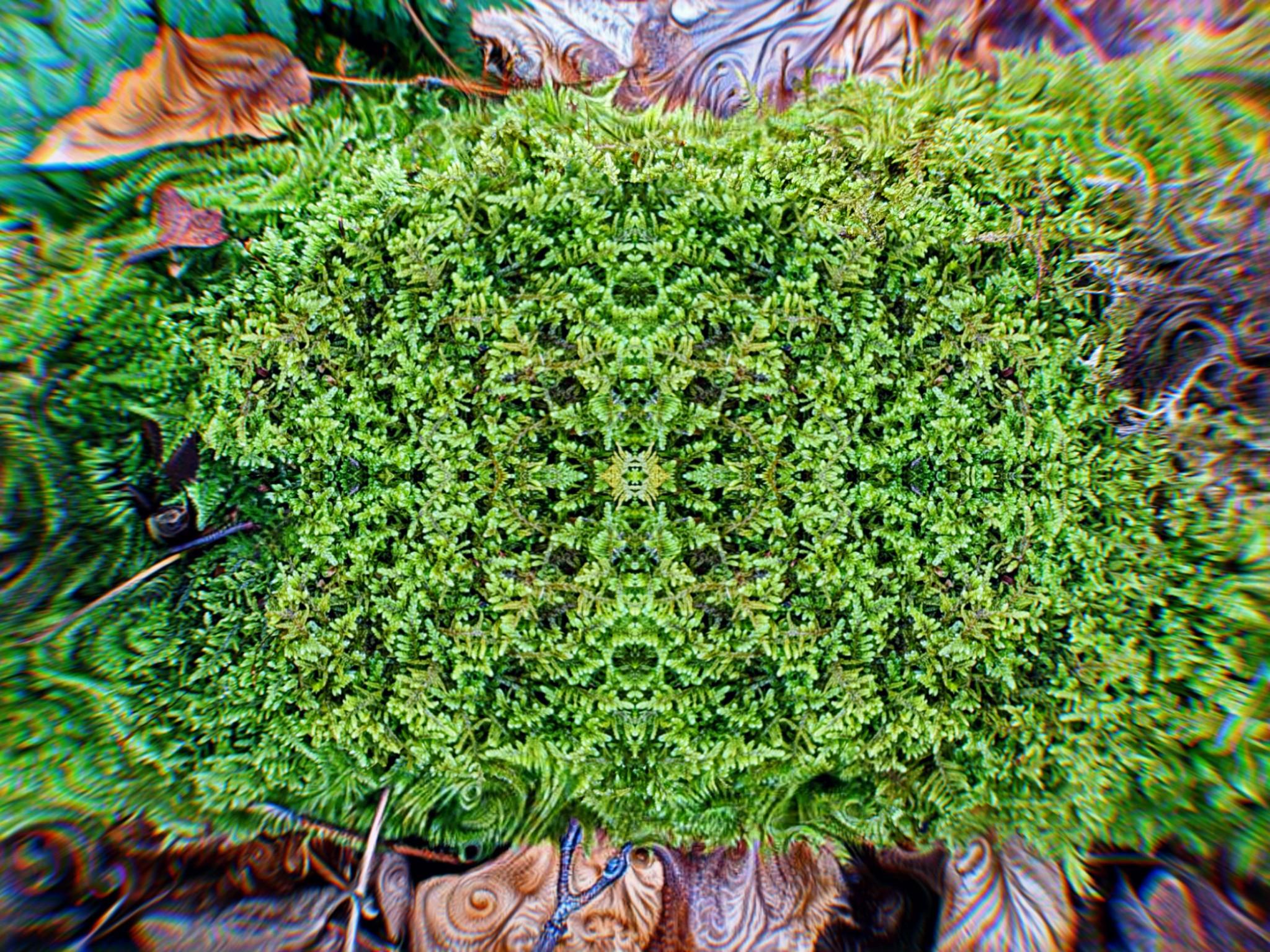 this moss is unreal