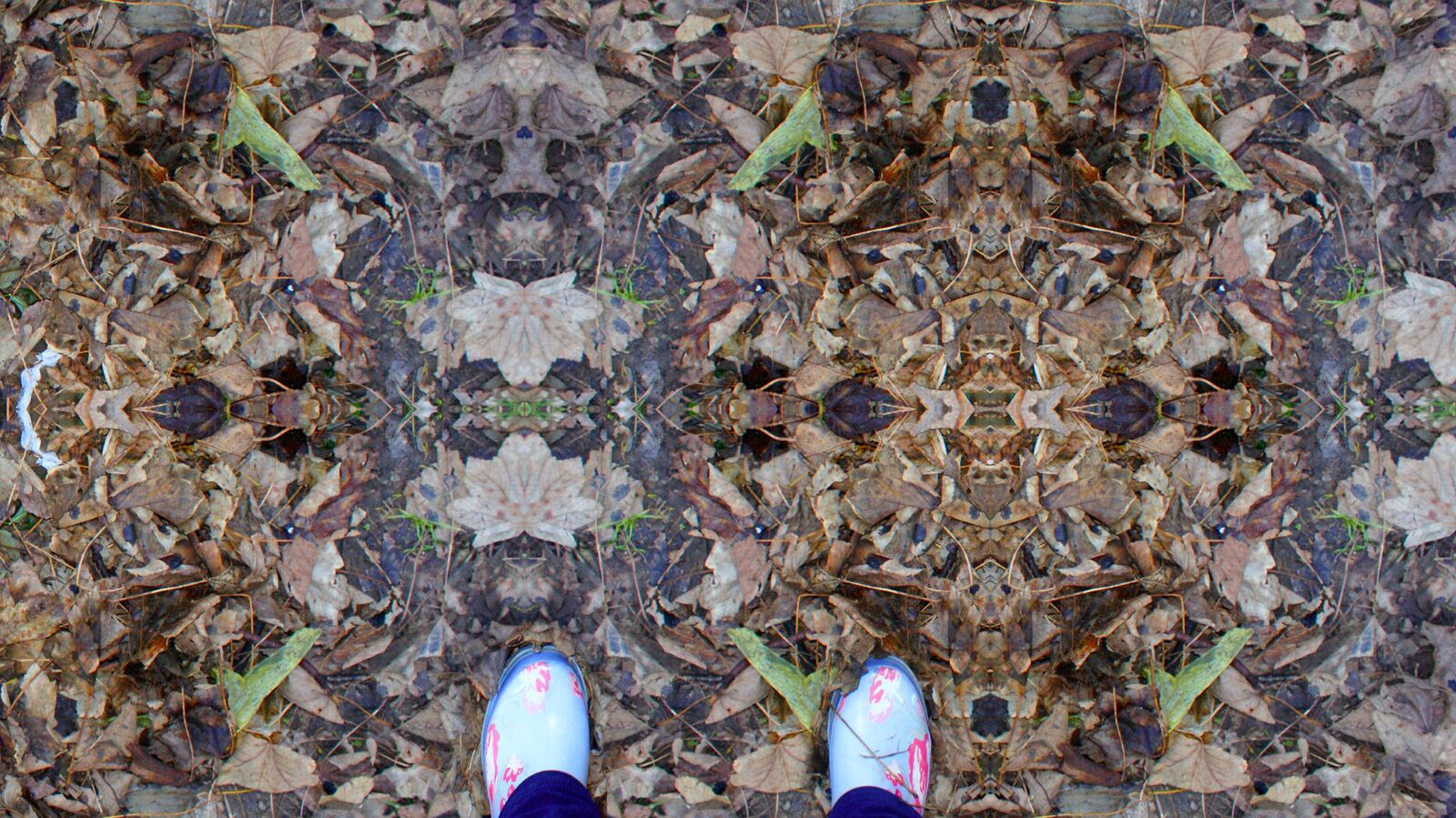 Leaves_by_Chelsea_Morgan