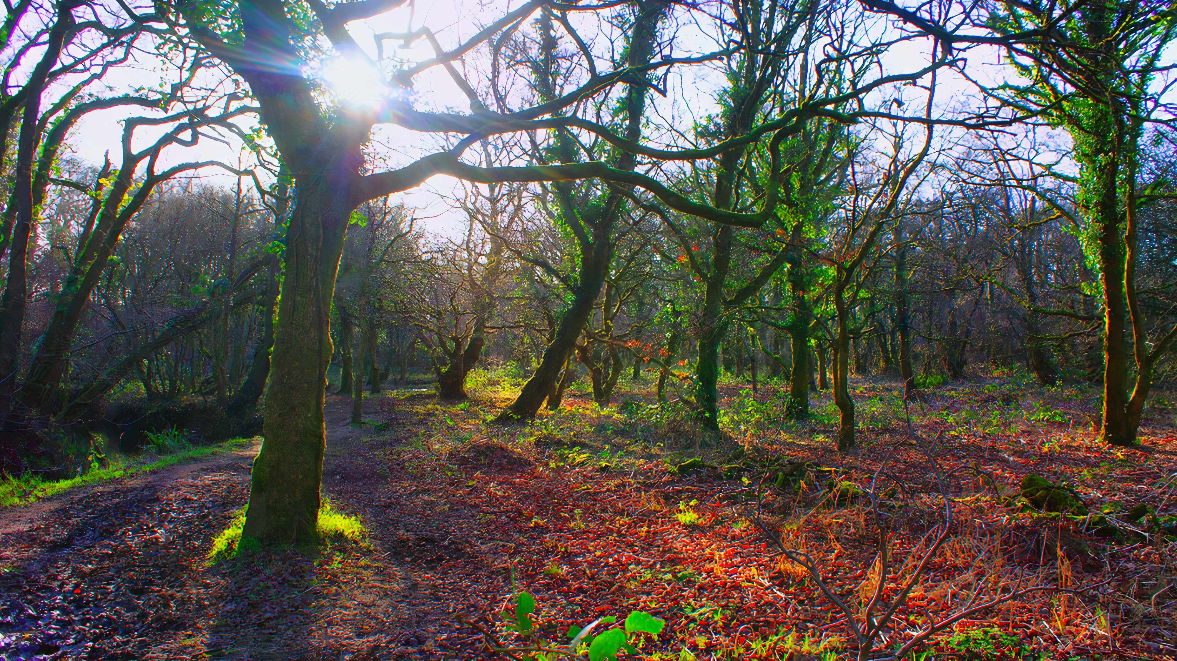 colorful welsh woods