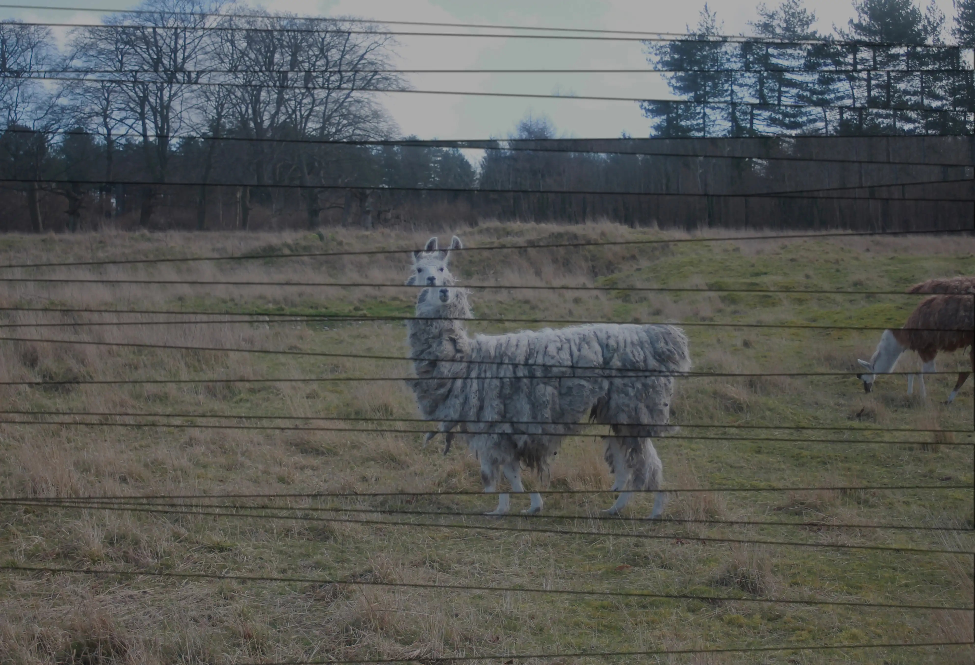 Llama