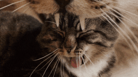 cat recursion